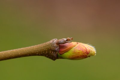 Platanus x hispanica (acerifolia) 'Suttneri' - platan javorolistý - pupen